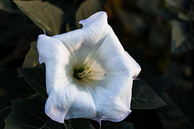 Moonflowers