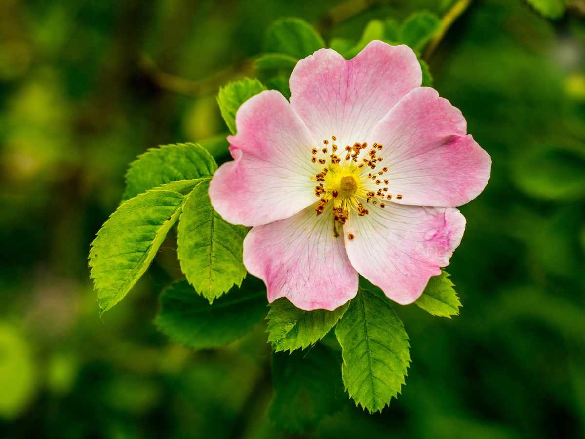 Wild Rose