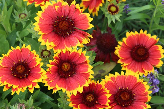 Blanket Flowers