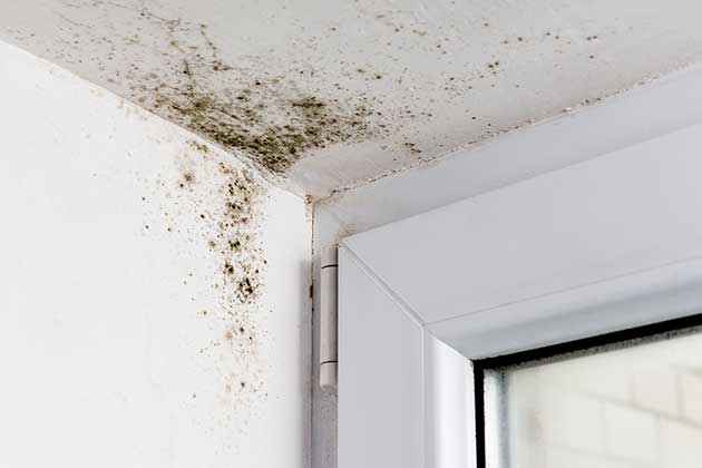 Destroy Mold Spores