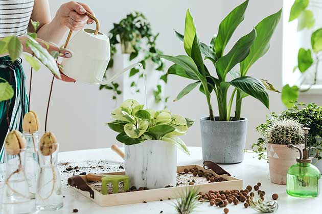 Treat Plants