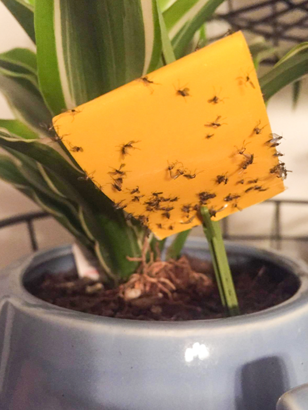 House Plant Fly Trap