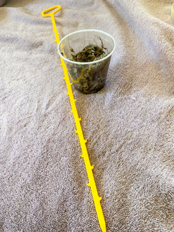 Drain Snake