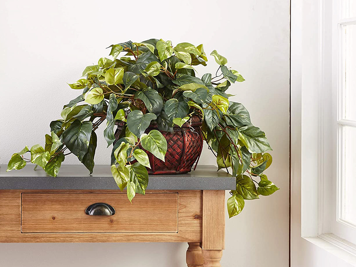 Silk Plants