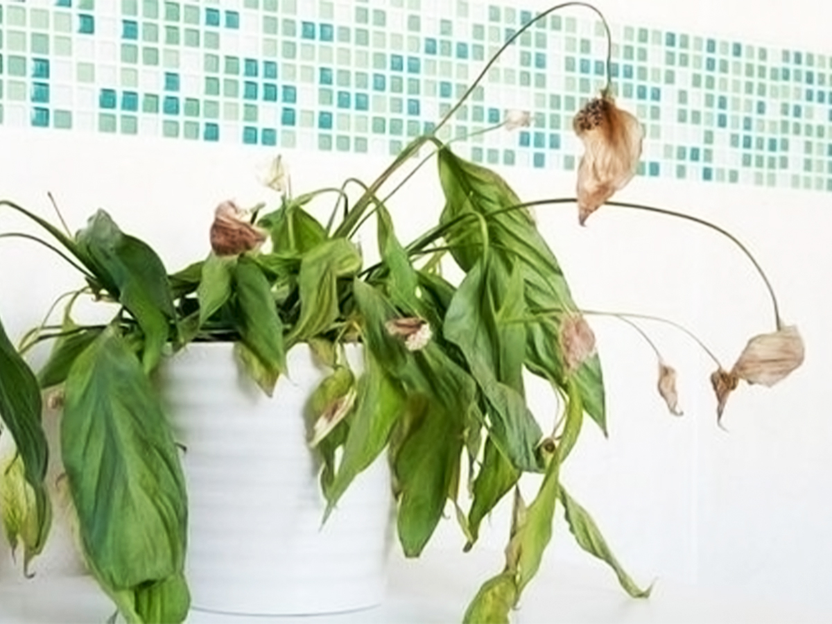Your Half-Dead Houseplants