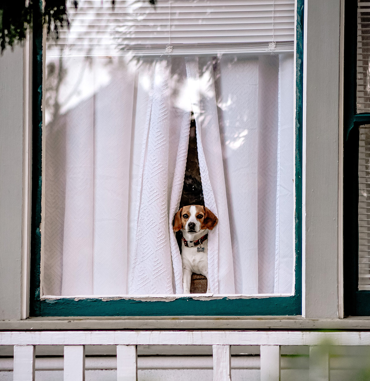 Help your pet ease into 2021.