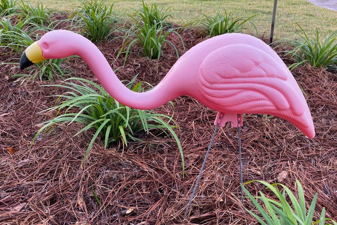 Pink Flamingos