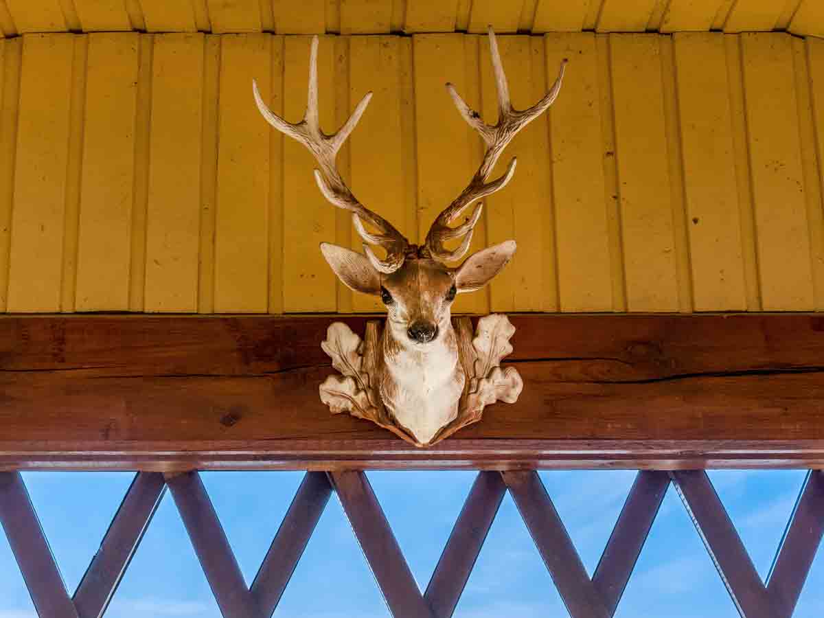2. Mounted Animal Heads