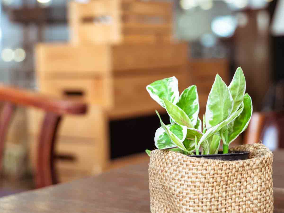 40. Fake Plants