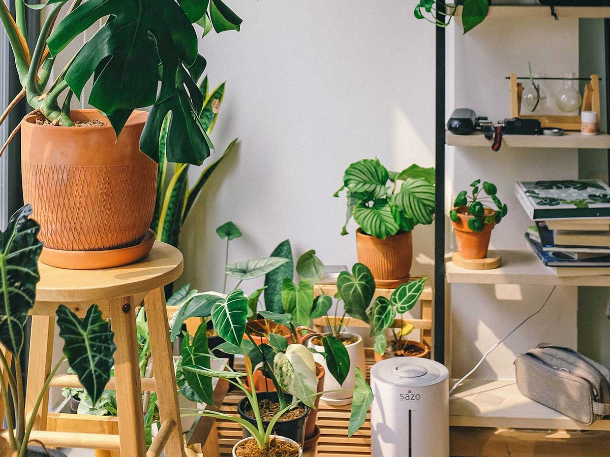 23. Too Many Plants