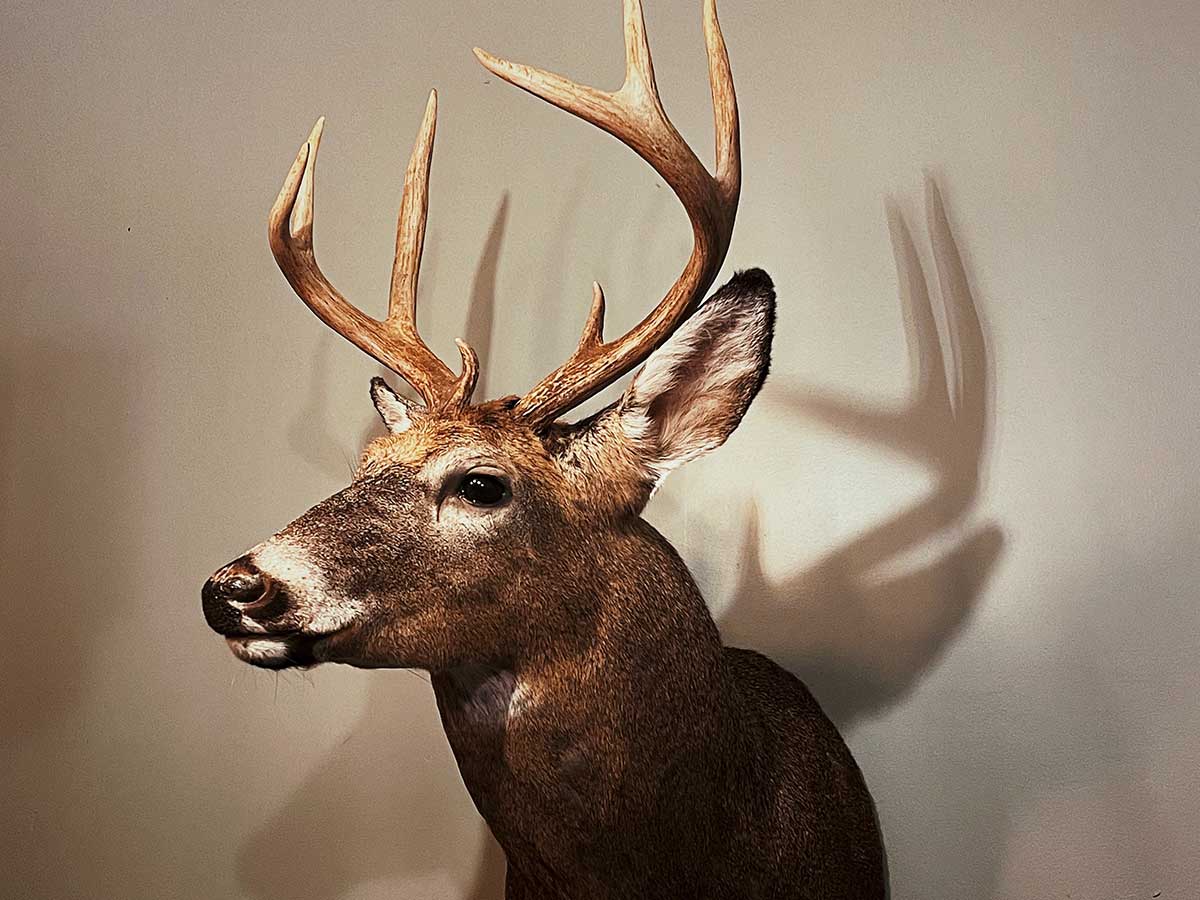 3. Taxidermy