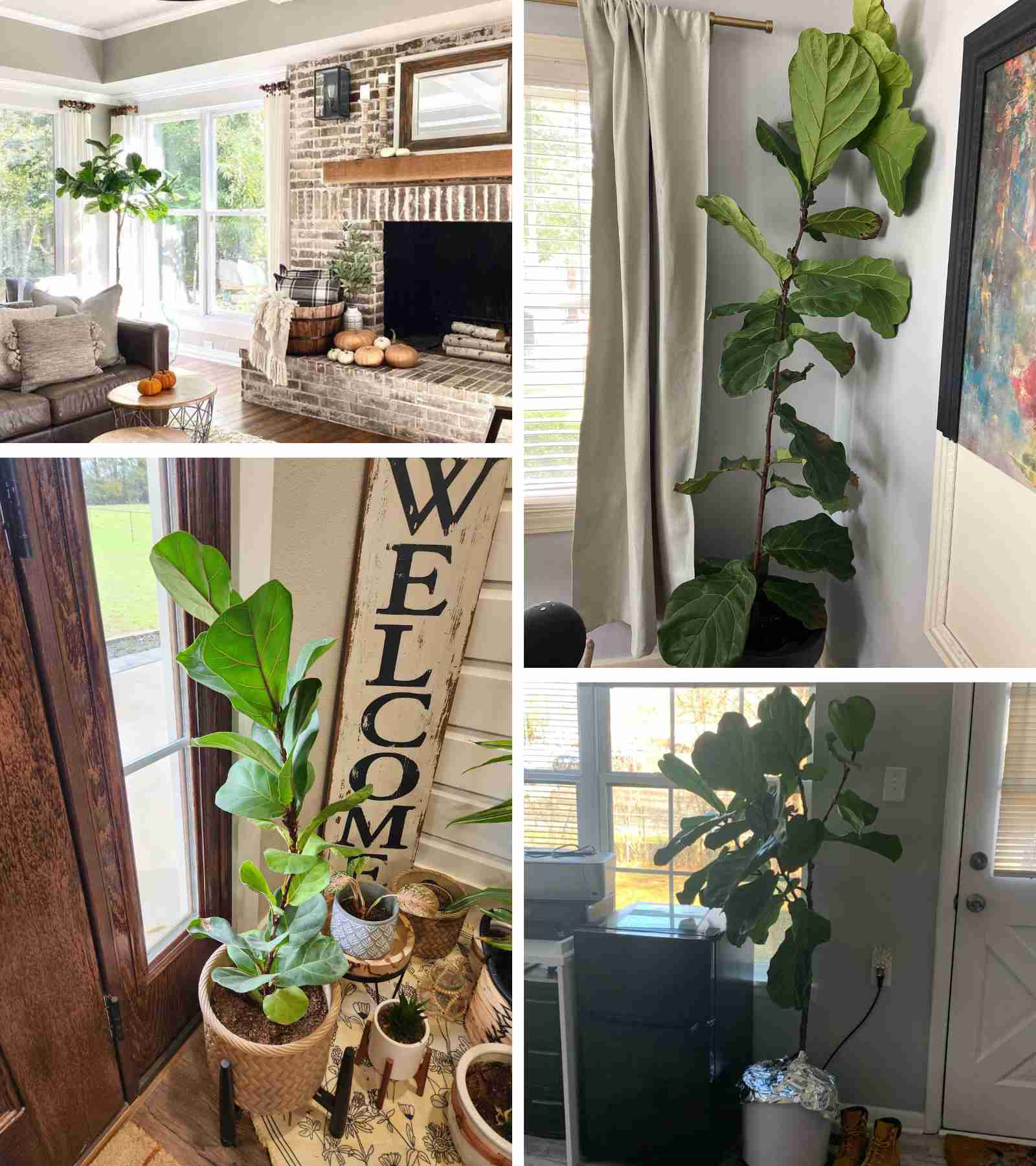 Fiddle Leaf Figs