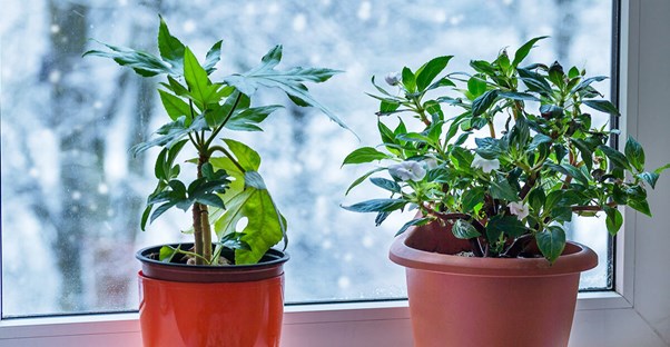 how to keep your plants alive this winter