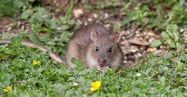 10 Ways Your Garden Attracts Rats (That You Should Avoid) main image