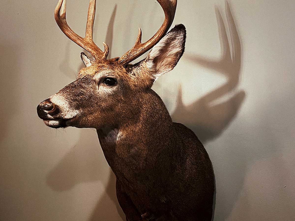 Mounted Animal Heads