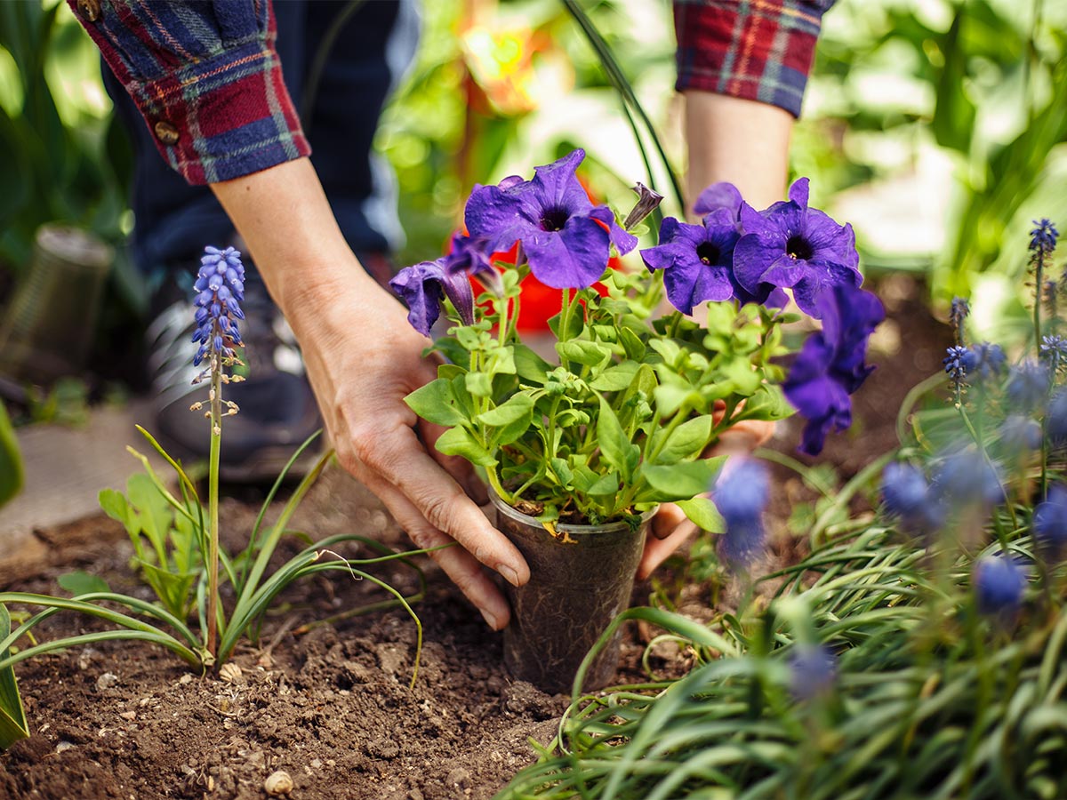 Home Gardening