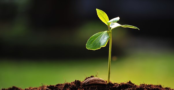 a young seedling sprouts through the earth