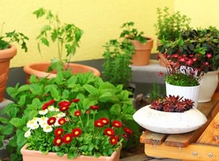 small containers and plants dot a balcony