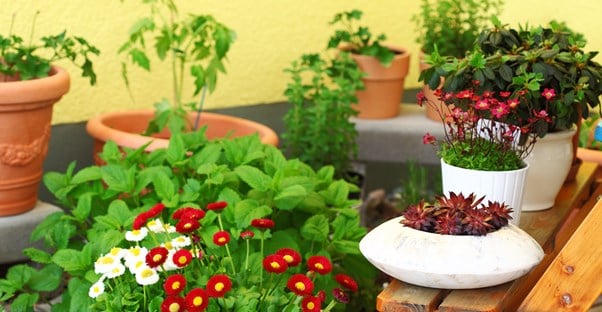 Gardening Ideas For Your Balcony