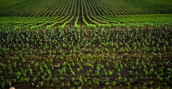 A large field of sustainable agriculture