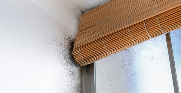 Mold inside a home by a window.