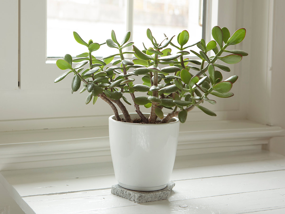 2. Jade Plant