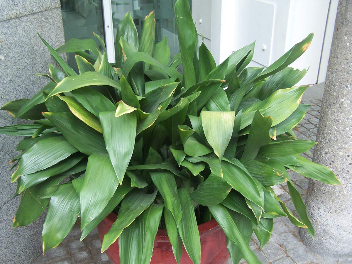 10. Iron Plant
