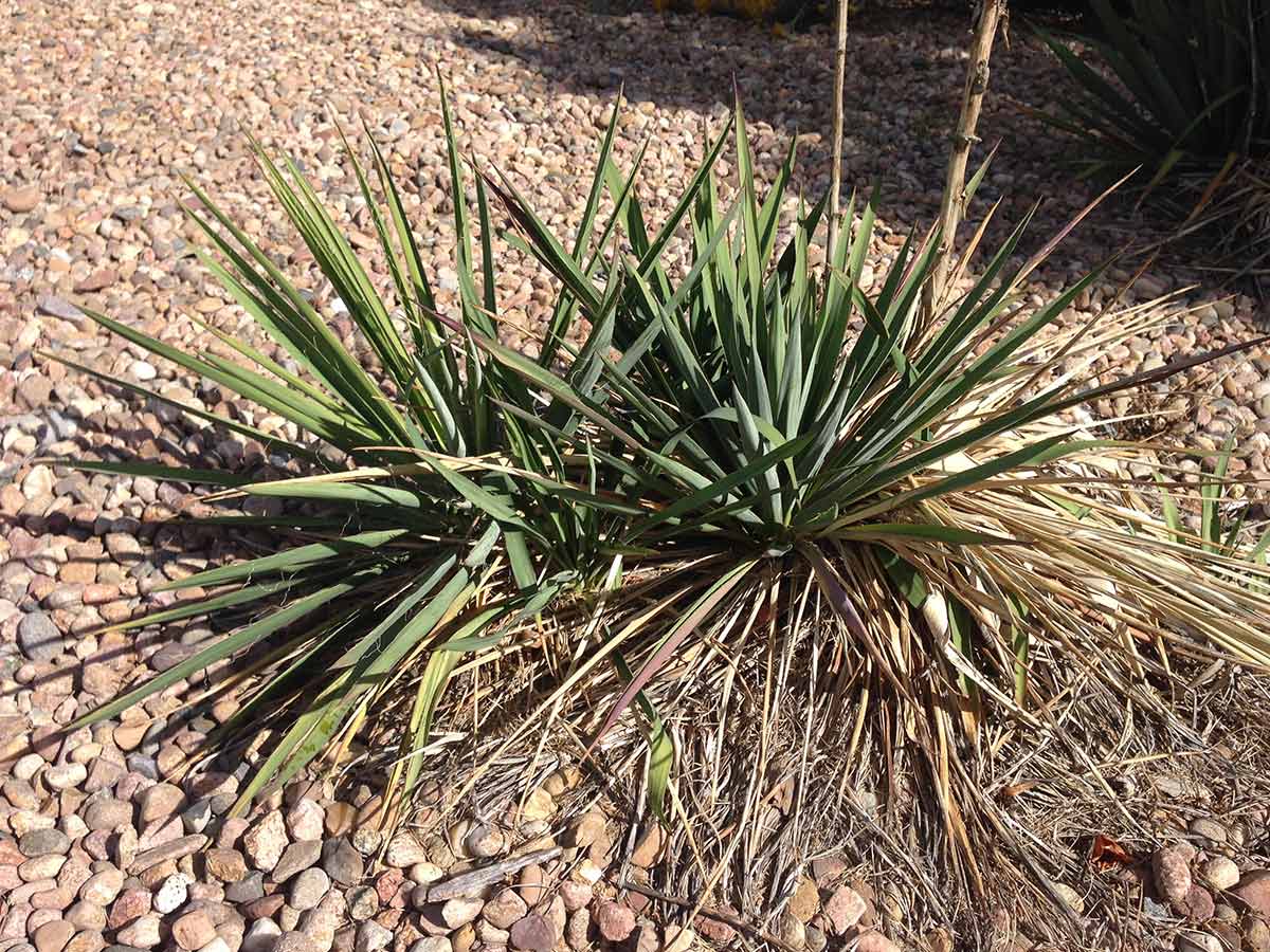 8. Yucca Plant