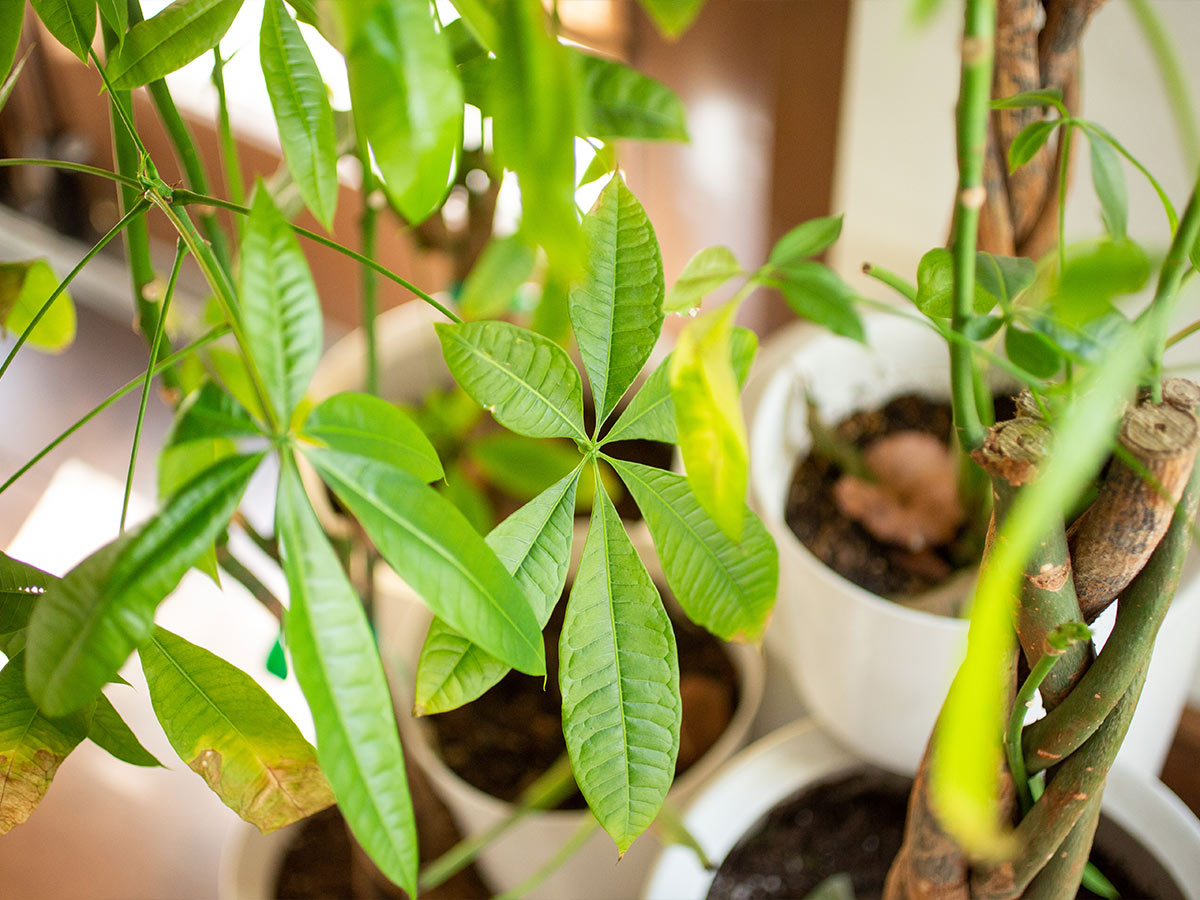3. Guiana Chestnut