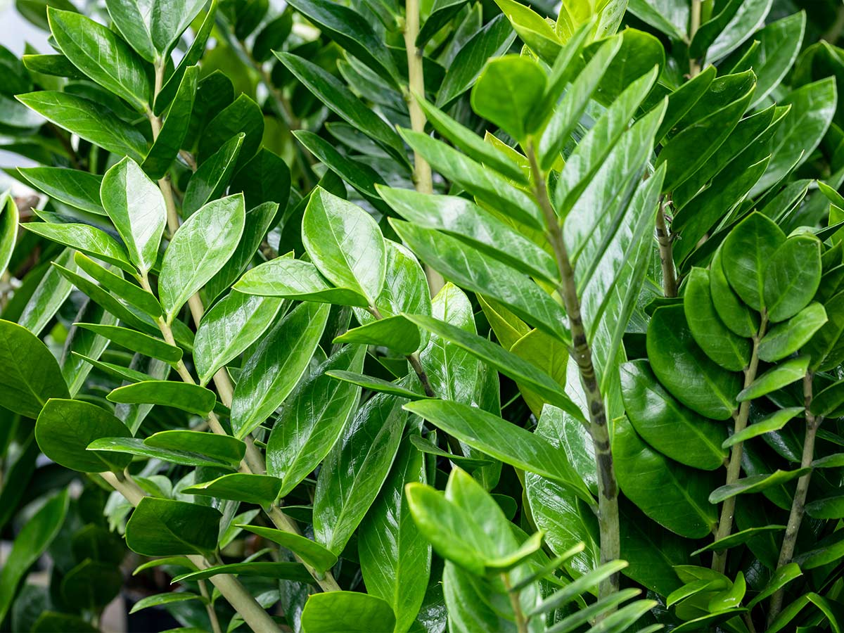 5. ZZ Plant