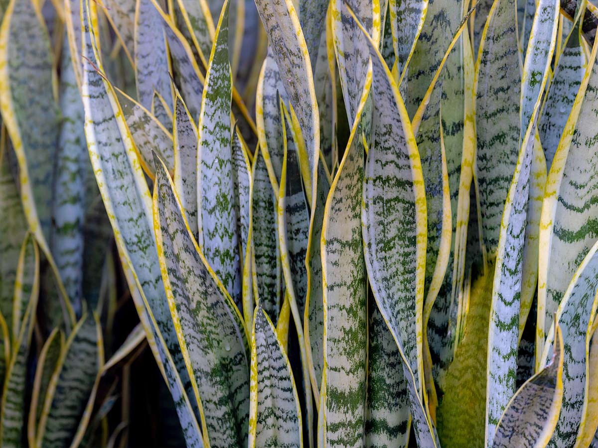 4. Snake Plant