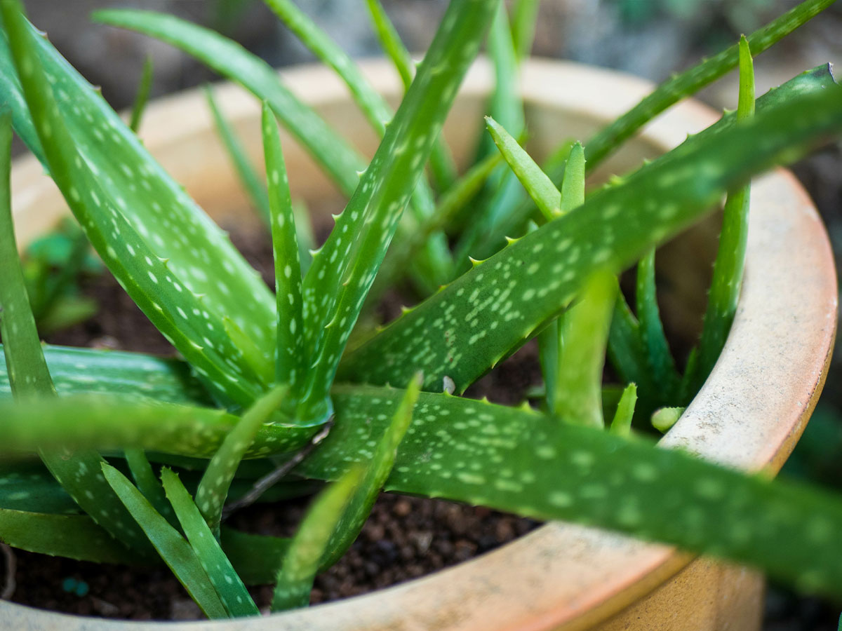 1. Aloe Vera
