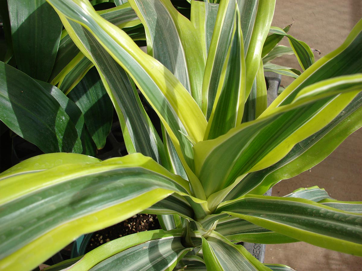 9. Dracaena Lemon Lime