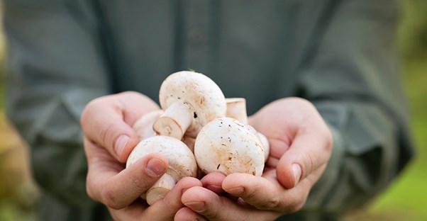 A man holding the mushrooms he harvested.