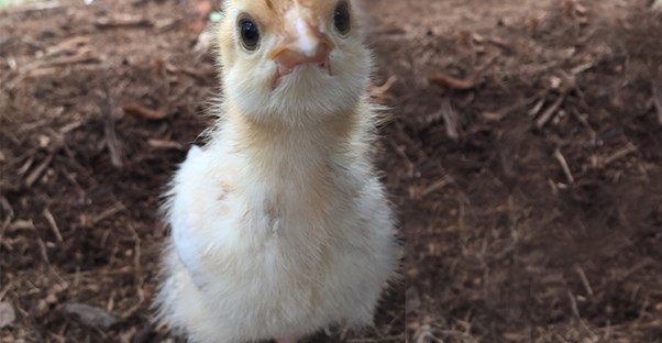 A baby chicken.