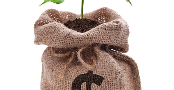 Tree planted in a bag of money