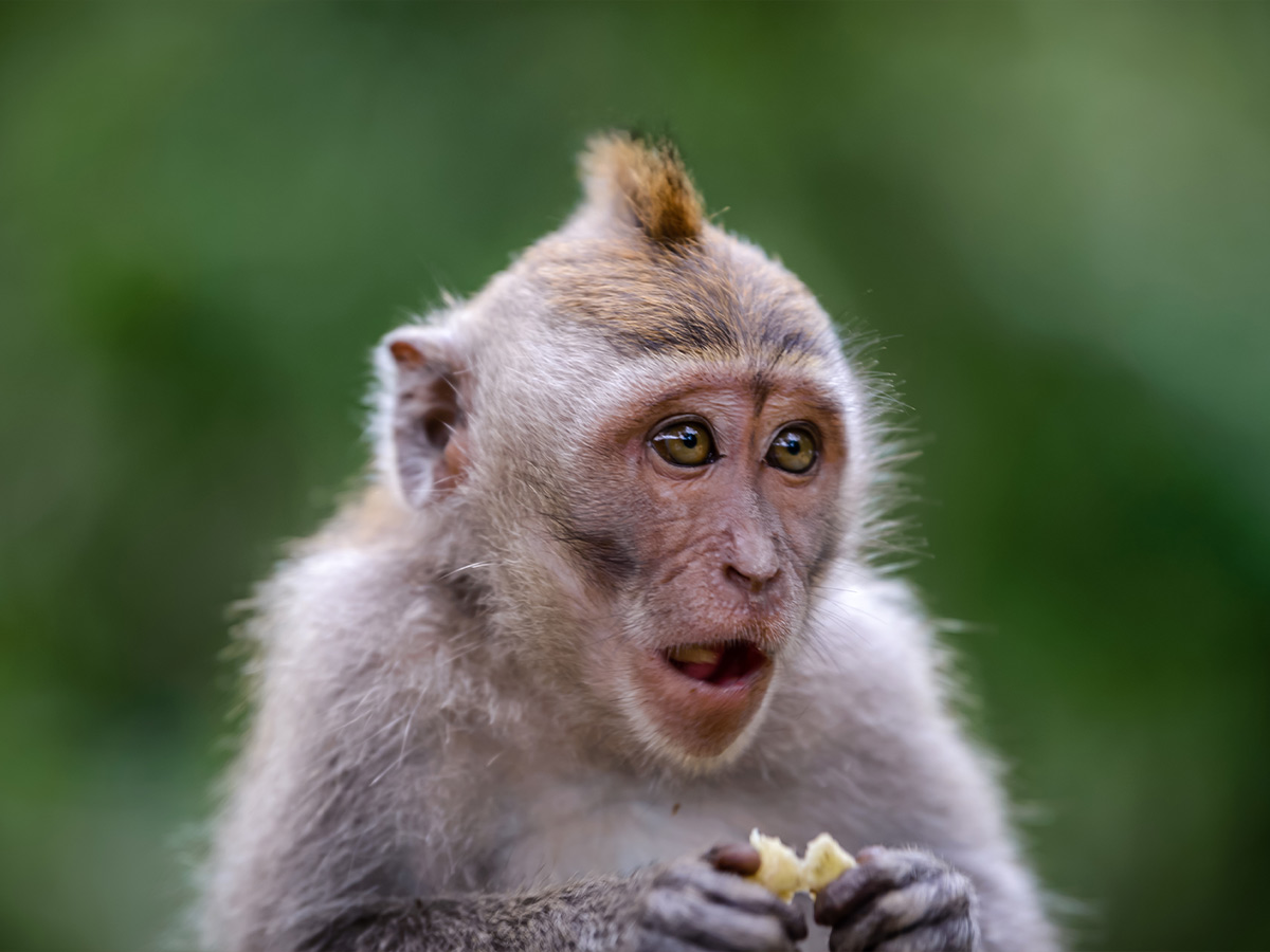 Monkey Saliva Testing