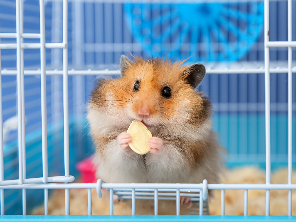 Hamster Fight Club