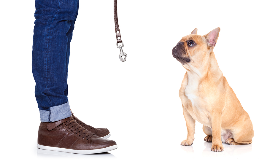 Dog Walking and Pet Sitting