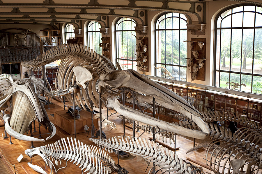 Museum Curator