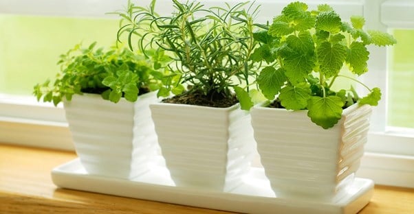 popular herbs growing indoors in pots along the window