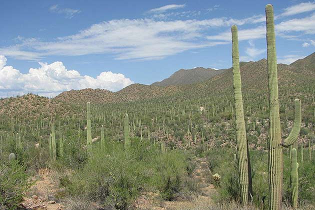 Saguaro National Park