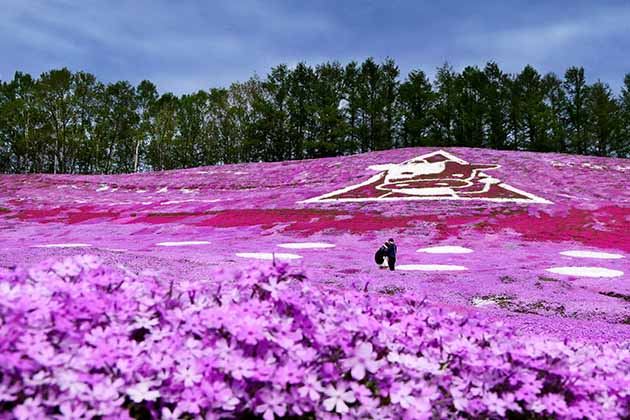 Shibazakura Hill, Japan