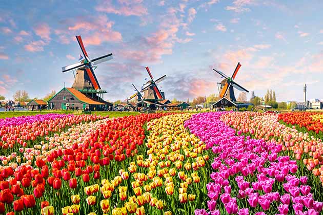 The Tulip Fields of the Netherlands