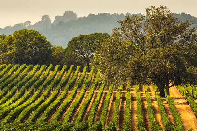 Napa Valley