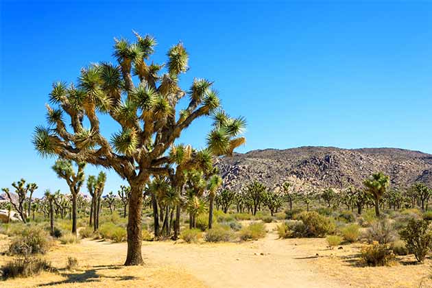 Joshua Tree National Park