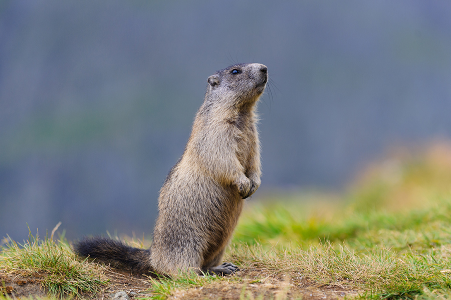 Groundhog Day