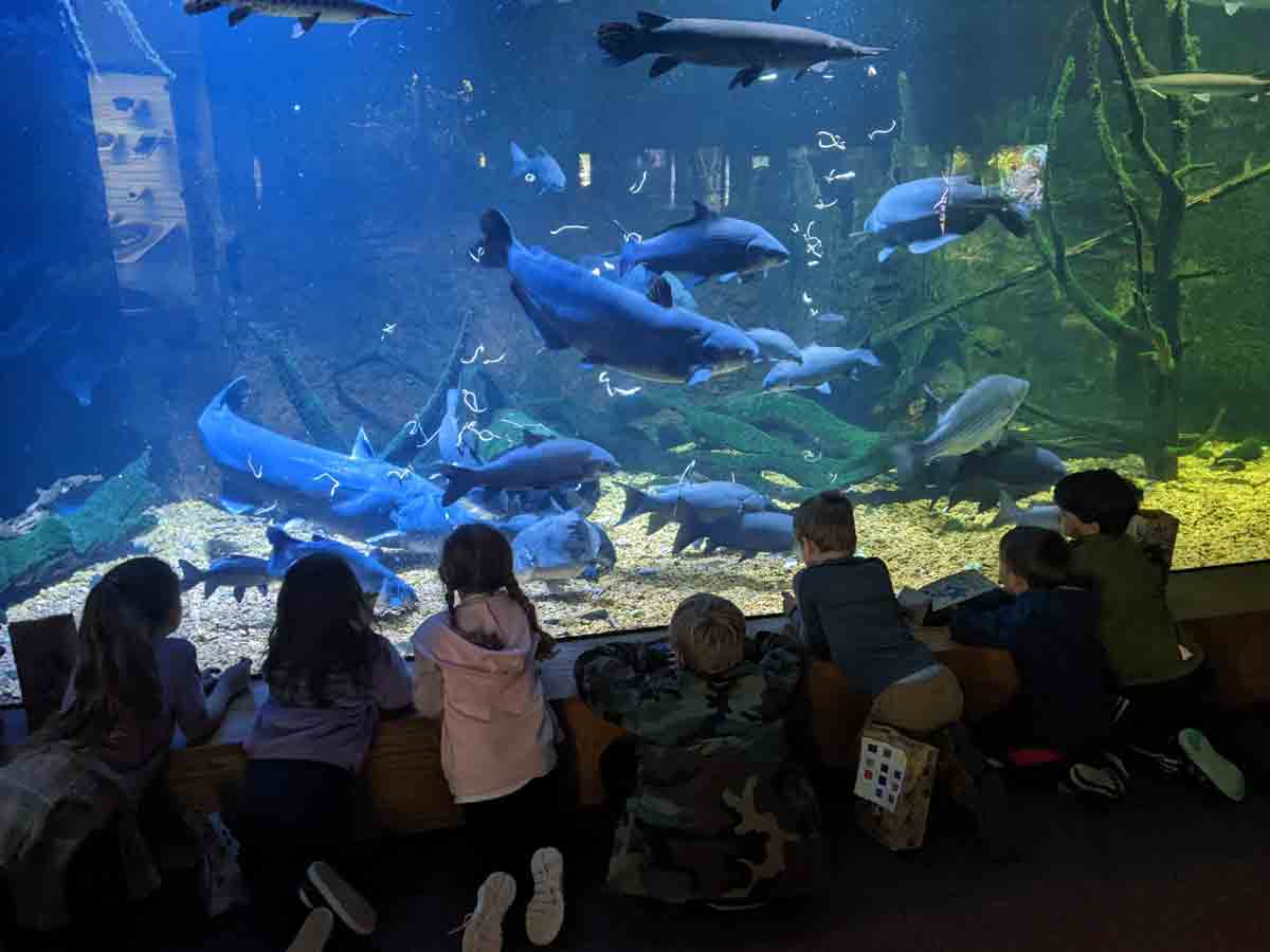 Mississippi–Mississippi Museum Of Natural Science