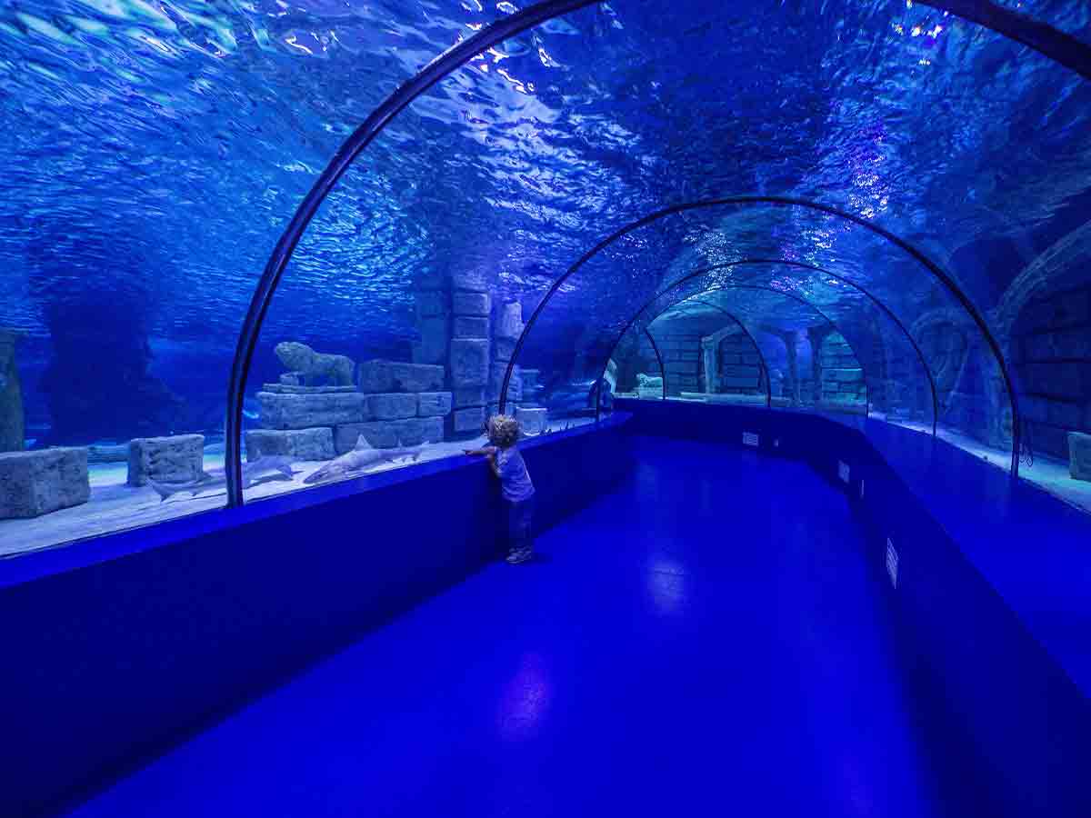 Georgia–Georgia Aquarium