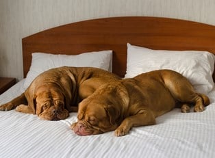 two dogs sleep on a hotel bed